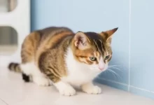 Photo of Что делать, если у кота понос?