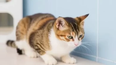 Photo of Что делать, если у кота понос?